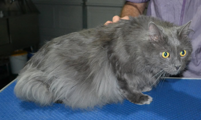 Gallery Kylies Cat Grooming Services Part 49