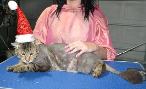 Kittles is a Long Hair Domestic. He had his matted fur shaved down short, nails clipped and ears cleaned.