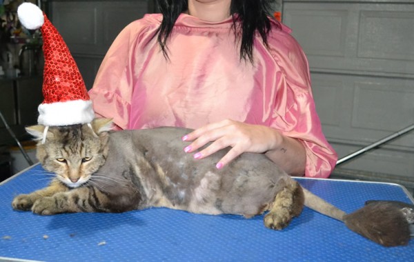 Kittles is a Long Hair Domestic. He had his matted fur shaved down short, nails clipped and ears cleaned.