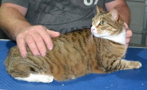 Blackey is a Short Hair Tabby. She had her nails clipped, ears cleaned and her fur shaved down.