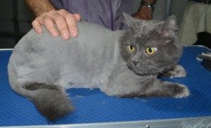 Benson. Is a Long Hair Russian Blue. He had his matted fur shaved down, nails clipped ears cleaned and a wash n blowdry.