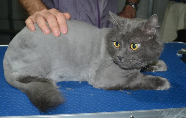 Benson. Is a Long Hair Russian Blue. He had his matted fur shaved down, nails clipped ears cleaned and a wash n blowdry.