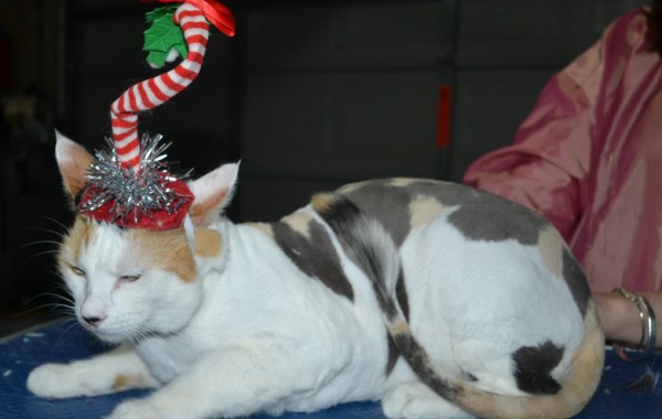 Alice is a Short Hair Domestic. She had her fur shaved down, nails clipped, ears cleaned.
