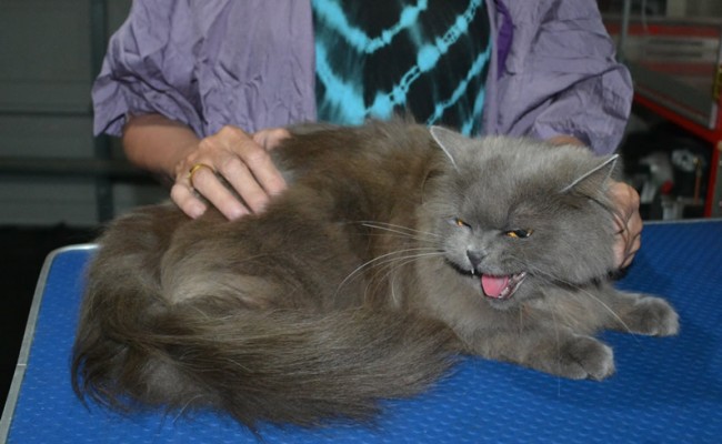 Snooki is a Long Hair Russian Blue. She had her fur shaved down short, nails clipped and ears cleaned.