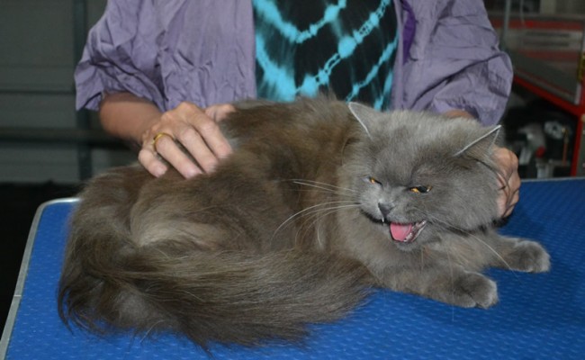 Snooki is a Long Hair Russian Blue. She had her fur shaved down short, nails clipped and ears cleaned.