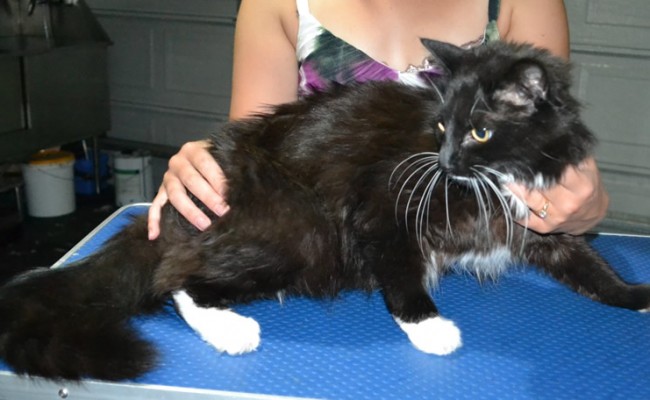 Moe is Long Hair Domestic. He had his matted fur shaved down, nails clipped ears cleaned and a wash n blowdry.