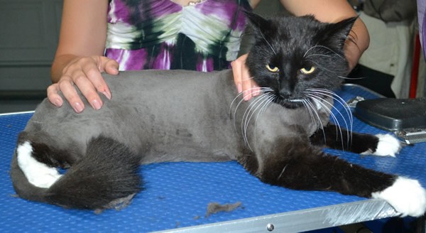 Moe is Long Hair Domestic. He had his matted fur shaved down, nails clipped ears cleaned and a wash n blowdry.