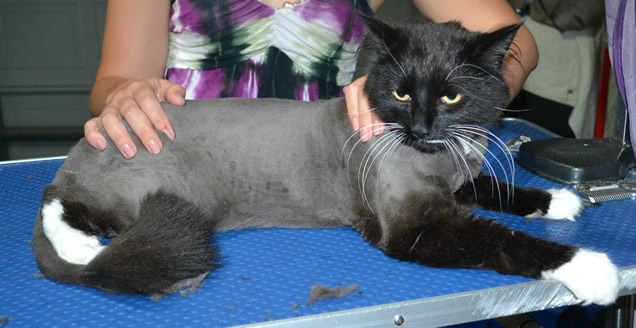 Moe is Long Hair Domestic. He had his matted fur shaved down, nails clipped ears cleaned and a wash n blowdry.
