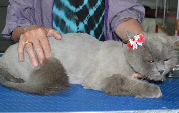 Snooki is a Long Hair Russian Blue. She had her fur shaved down short, nails clipped and ears cleaned.