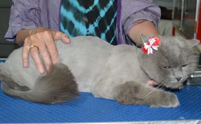Snooki is a Long Hair Russian Blue. She had her fur shaved down short, nails clipped and ears cleaned.