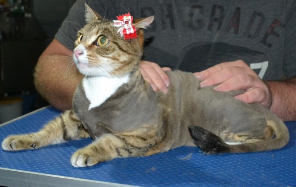 Blackey is a Short Hair Tabby. She had her nails clipped, ears cleaned and her fur shaved down.