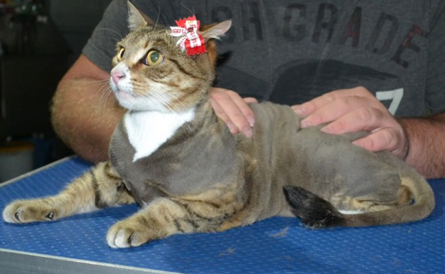 Blackey is a Short Hair Tabby. She had her nails clipped, ears cleaned and her fur shaved down.