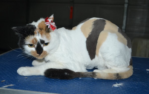 Annie is a Short Hair Domestic. She had her fur shaved down, nails clipped, ears cleaned.