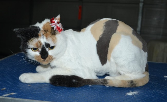 Annie is a Short Hair Domestic. She had her fur shaved down, nails clipped, ears cleaned.