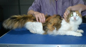 Josie is a 17 yr old Medium Hair Domestic. She had her matted fur shaved down short, nails clipped and ears cleaned.