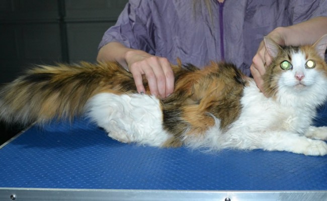 Josie is a 17 yr old Medium Hair Domestic. She had her matted fur shaved down short, nails clipped and ears cleaned.