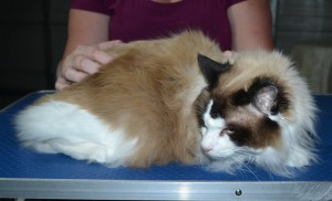 Shrodinger is a Ragdoll. He had his fur shaved down, nails clipped, ears cleaned.