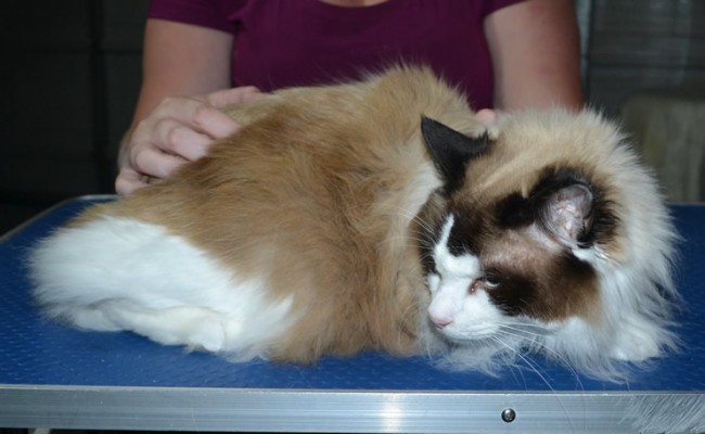Shrodinger is a Ragdoll. He had his fur shaved down, nails clipped, ears cleaned.
