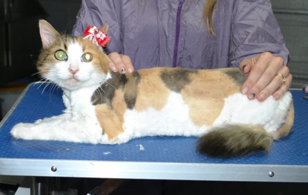 Josie is a 17 yr old Medium Hair Domestic. She had her matted fur shaved down short, nails clipped and ears cleaned.