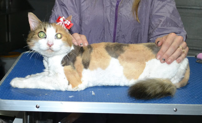 Josie is a 17 yr old Medium Hair Domestic. She had her matted fur shaved down short, nails clipped and ears cleaned.