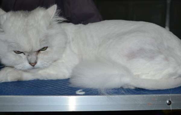 Grandpa is a Chinchilla. He had his fur shaved down, nails clipped and ears n eyes cleaned.