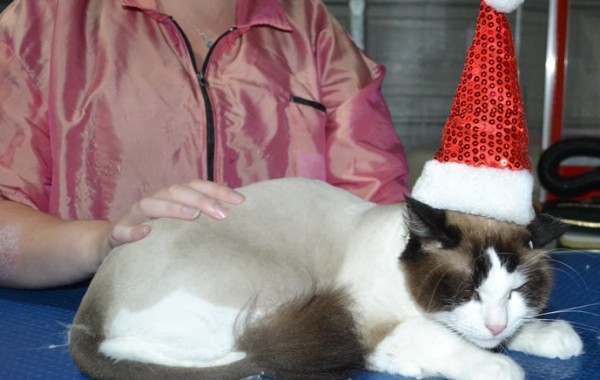 Shrodinger is a Ragdoll. He had his fur shaved down, nails clipped, ears cleaned.