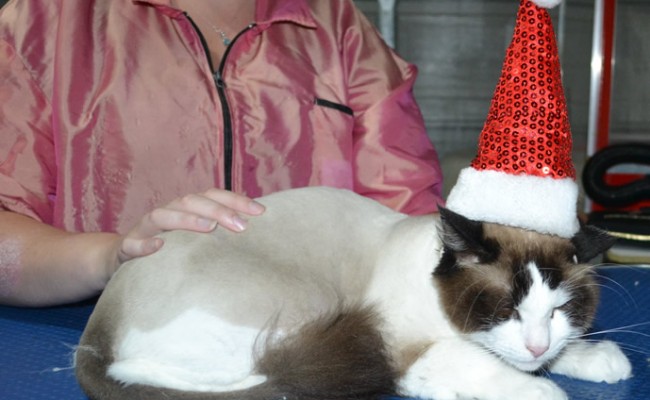 Shrodinger is a Ragdoll. He had his fur shaved down, nails clipped, ears cleaned.