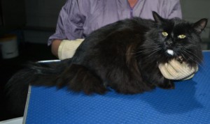 Spot is a Long Hair Domestic. He had his matted fur shaved down short, nails clipped and ears cleaned.