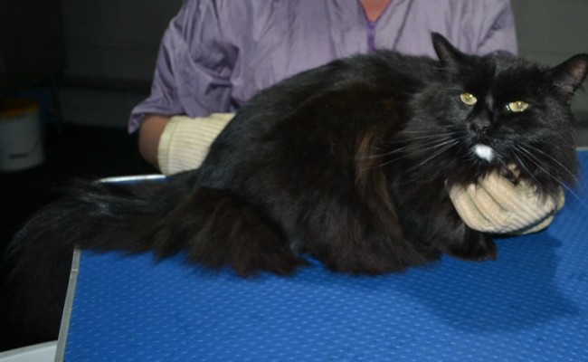 Spot is a Long Hair Domestic. He had his matted fur shaved down short, nails clipped and ears cleaned.