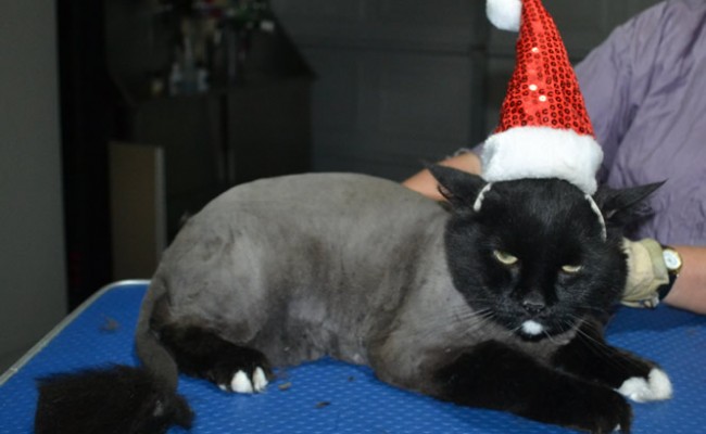 Spot is a Long Hair Domestic. He had his matted fur shaved down short, nails clipped and ears cleaned.