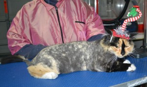 Arya is a Long Hair domestic. She had her matted fur shaved down, nails clipped, ears cleaned.