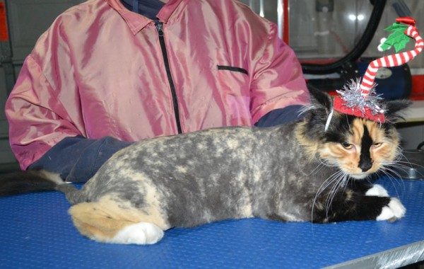Arya is a Long Hair domestic. She had her matted fur shaved down, nails clipped, ears cleaned.