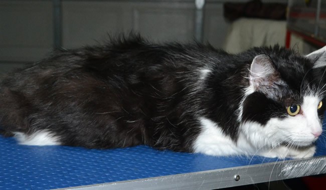 Binjuk is a Long Hair Domestic. She had her fur shaved down short, nails clipped and ears cleaned.