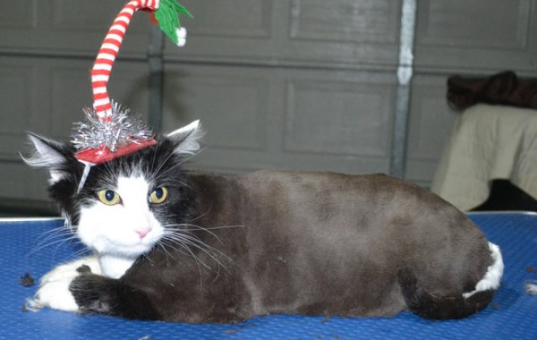 Binjuk is a Long Hair Domestic. She had her fur shaved down short, nails clipped and ears cleaned.