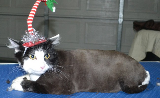 Binjuk is a Long Hair Domestic. She had her fur shaved down short, nails clipped and ears cleaned.