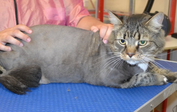 Wreck is a Domestic x Maine Coon.