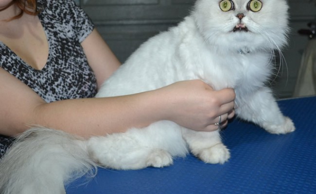 Jeremy is a Persian. He had his matted fur shaved down, nails clipped and ears cleaned.