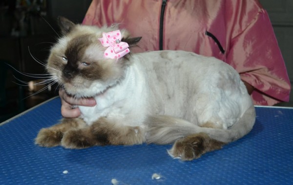 Zoe is a Ragdoll