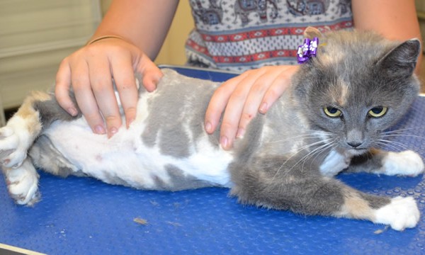 Lulu is a Short hair Domestic.
