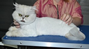 Jeremy is a Persian. He had his matted fur shaved down, nails clipped and ears cleaned.