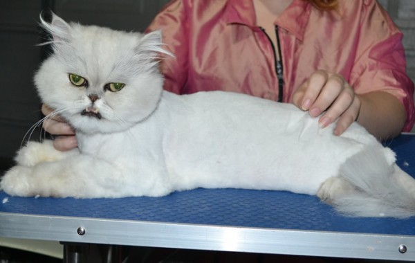 Jeremy is a Persian. He had his matted fur shaved down, nails clipped and ears cleaned.