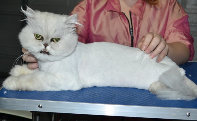 Jeremy is a Persian. He had his matted fur shaved down, nails clipped and ears cleaned.
