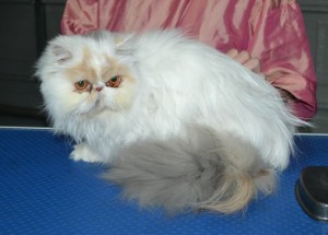 Pixie Dust is a Persian. She had her fur shaved down, nails clipped and a full set of softpaw nail caps.