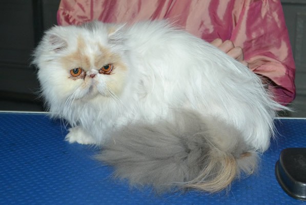 Pixie Dust is a Persian. She had her fur shaved down, nails clipped and a full set of softpaw nail caps.