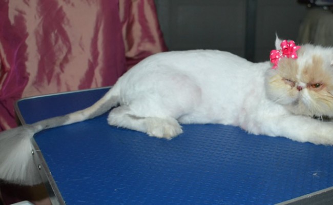 Pixie Dust is a Persian. She had her fur shaved down, nails clipped and a full set of softpaw nail caps.