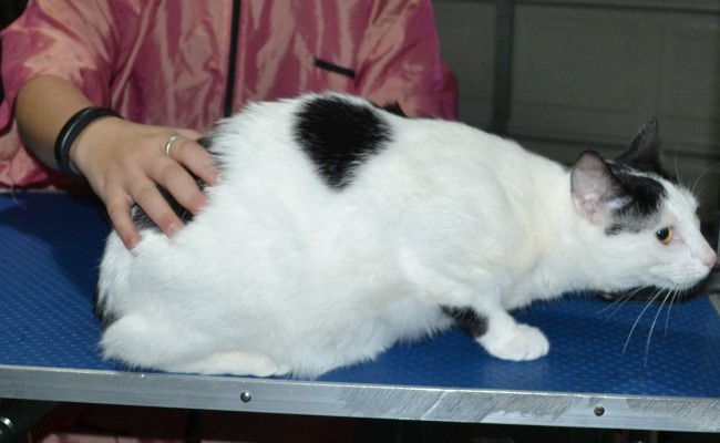 Jack is a Short Hair Domestic. He had his fur shaved down, nails clipped and ears cleaned and a wash.