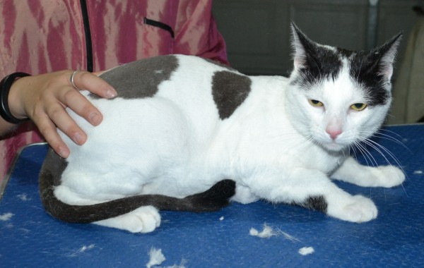 Jack is a Short Hair Domestic. He had his fur shaved down, nails clipped and ears cleaned and a wash.