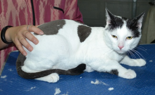 Jack is a Short Hair Domestic. He had his fur shaved down, nails clipped and ears cleaned and a wash.