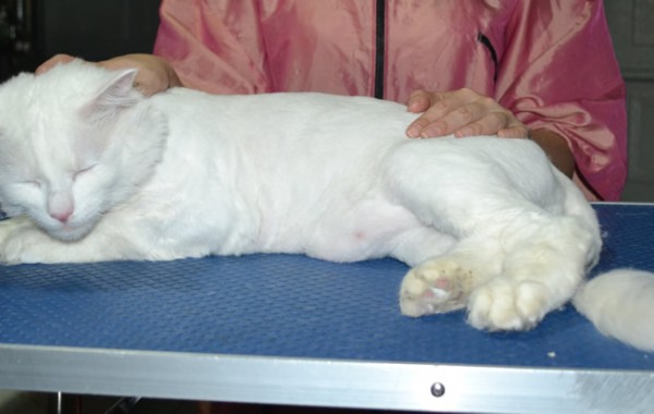 Burfy is a Ragdoll X Persian.