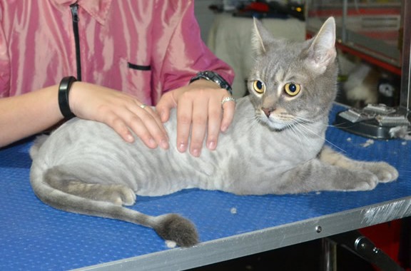 Garfield is a Short hair Domestic. He had his fur shaved down, nails clipped and ears cleaned and a wash.